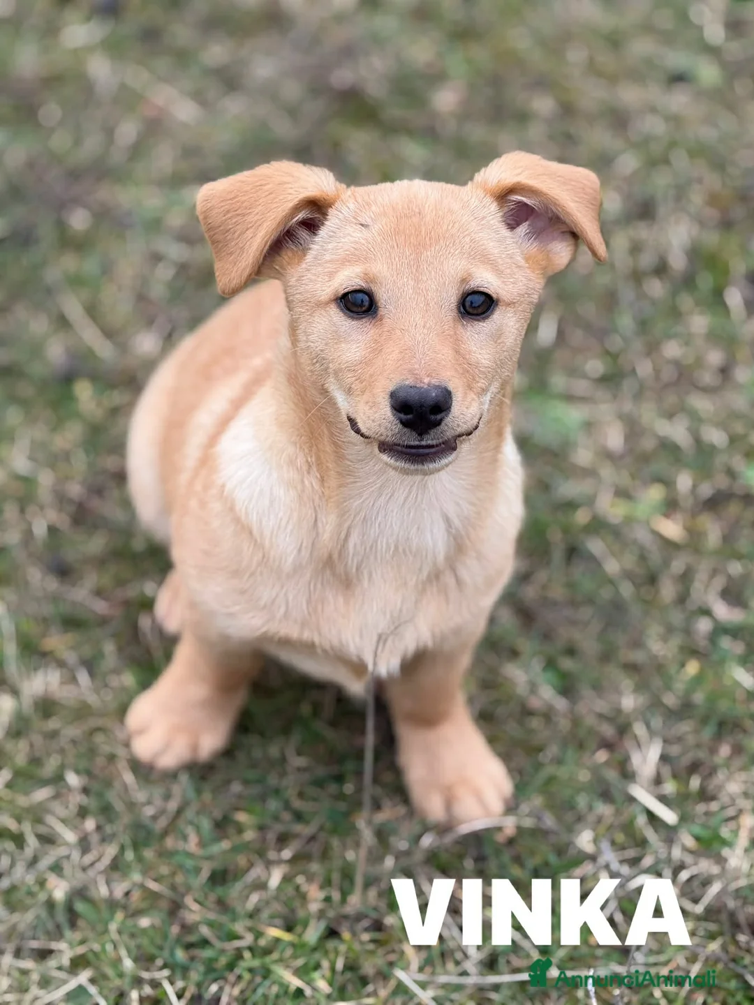 Meticcio cani in regalo: V-GIRLS, 5 cucciole strepitose! TG PICCOLA - Annuncio 1