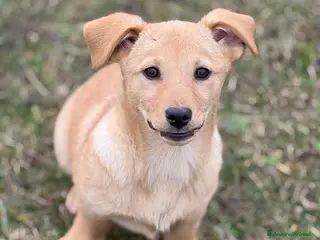 Meticcio cani V-GIRLS, 5 cucciole strepitose! TG PICCOLA - Annuncio 39