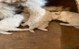 Meticcio cani in vendita: Cuccioli maltipoo - Immagine 5