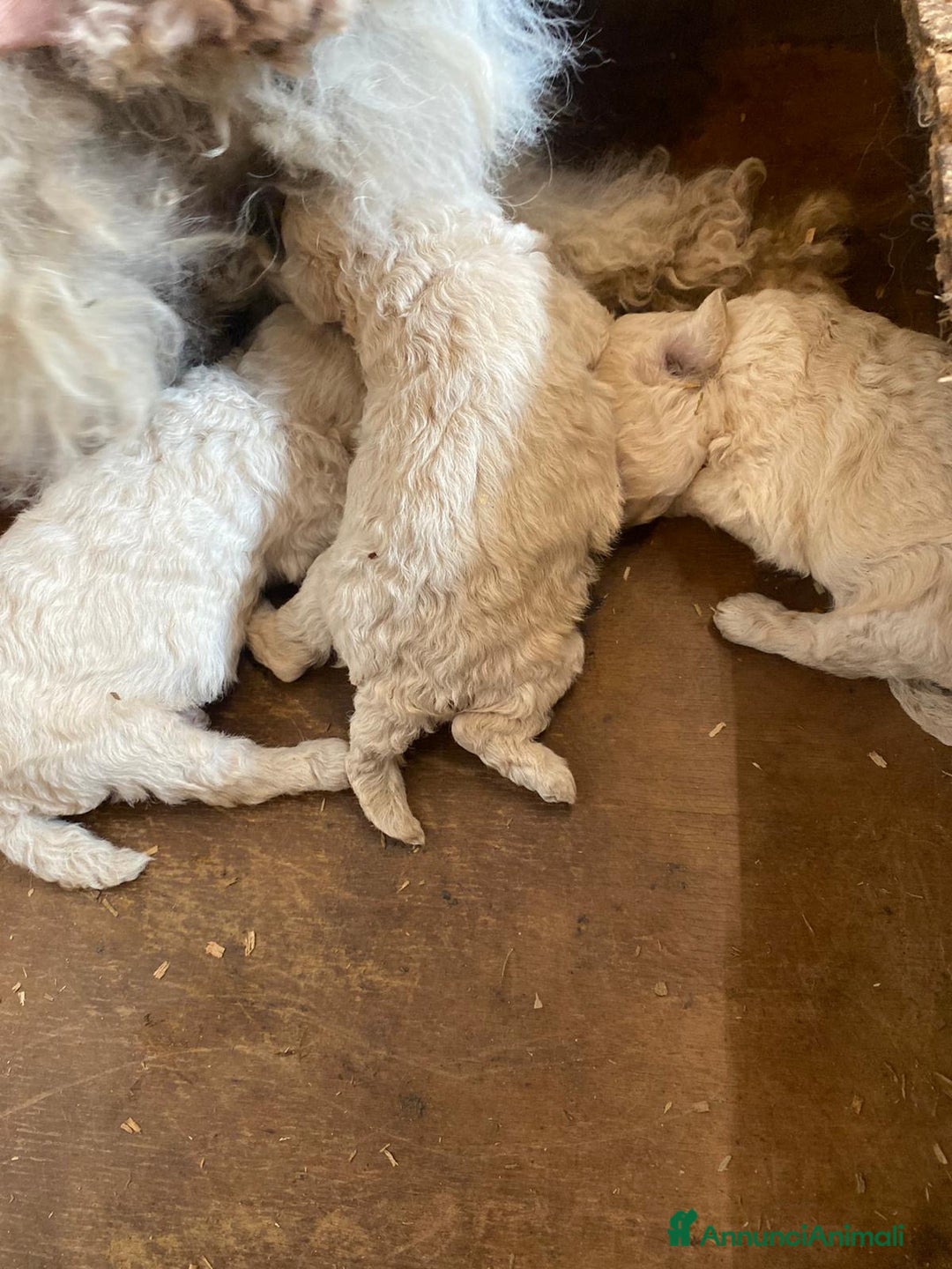 Meticcio cani in vendita: Cuccioli maltipoo - Immagine 5