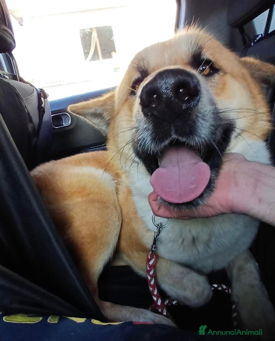 Meticcio cani in regalo: Yoshi adora la presenza degli umani a Città Metropolitana di Milano - Annuncio 6