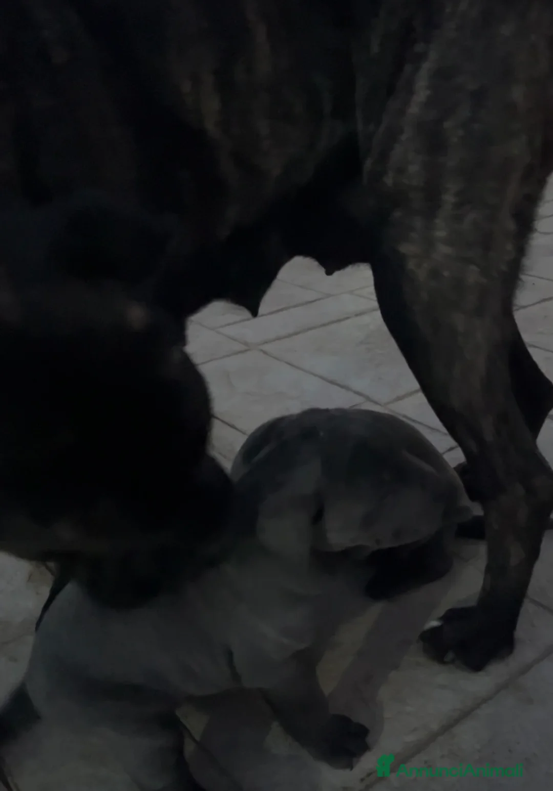 Cane Corso cani in vendita: Cucciola di cane corso!!  - Annuncio 2
