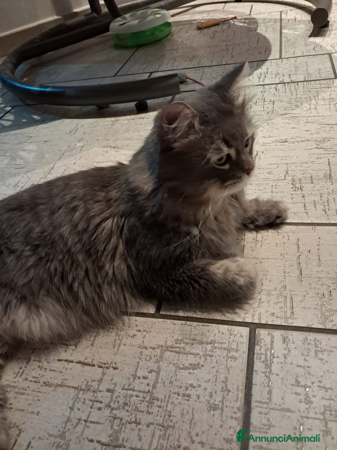 Siberiano gatti per accoppiamento: Gatto siberiano per accoppiamento  - Annuncio 3