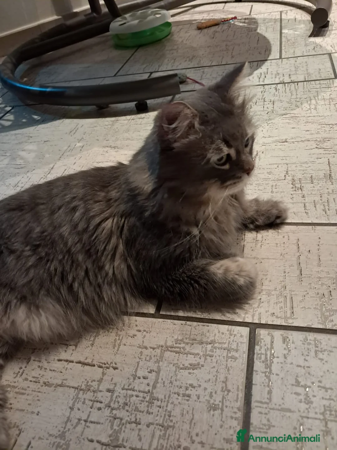 Siberiano gatti per accoppiamento: Gatto siberiano per accoppiamento  - Annuncio 3