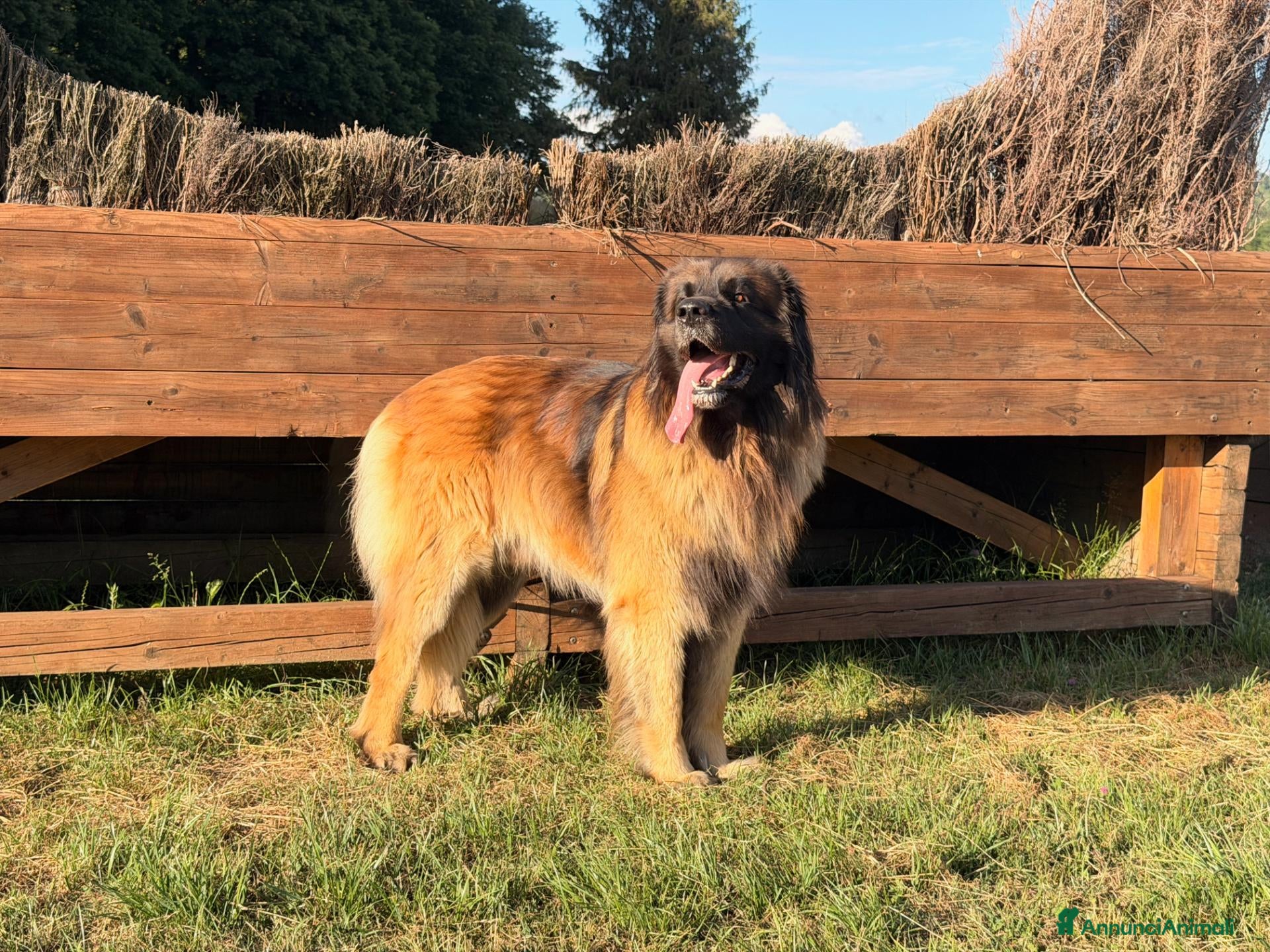 Leonberger cani Leonberger maschio per monta - Annuncio 4