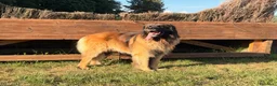 Leonberger cani per accoppiamento: Leonberger maschio per monta a Città metropolitana di Roma Capitale - Annuncio 1
