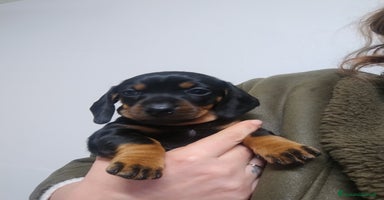 Bassotto cani Bassotti in vendita  - Annuncio 3