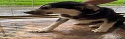 Meticcio cani in regalo: AGNESE cucciola in cerca d'amore a Città Metropolitana di Torino - Annuncio 1