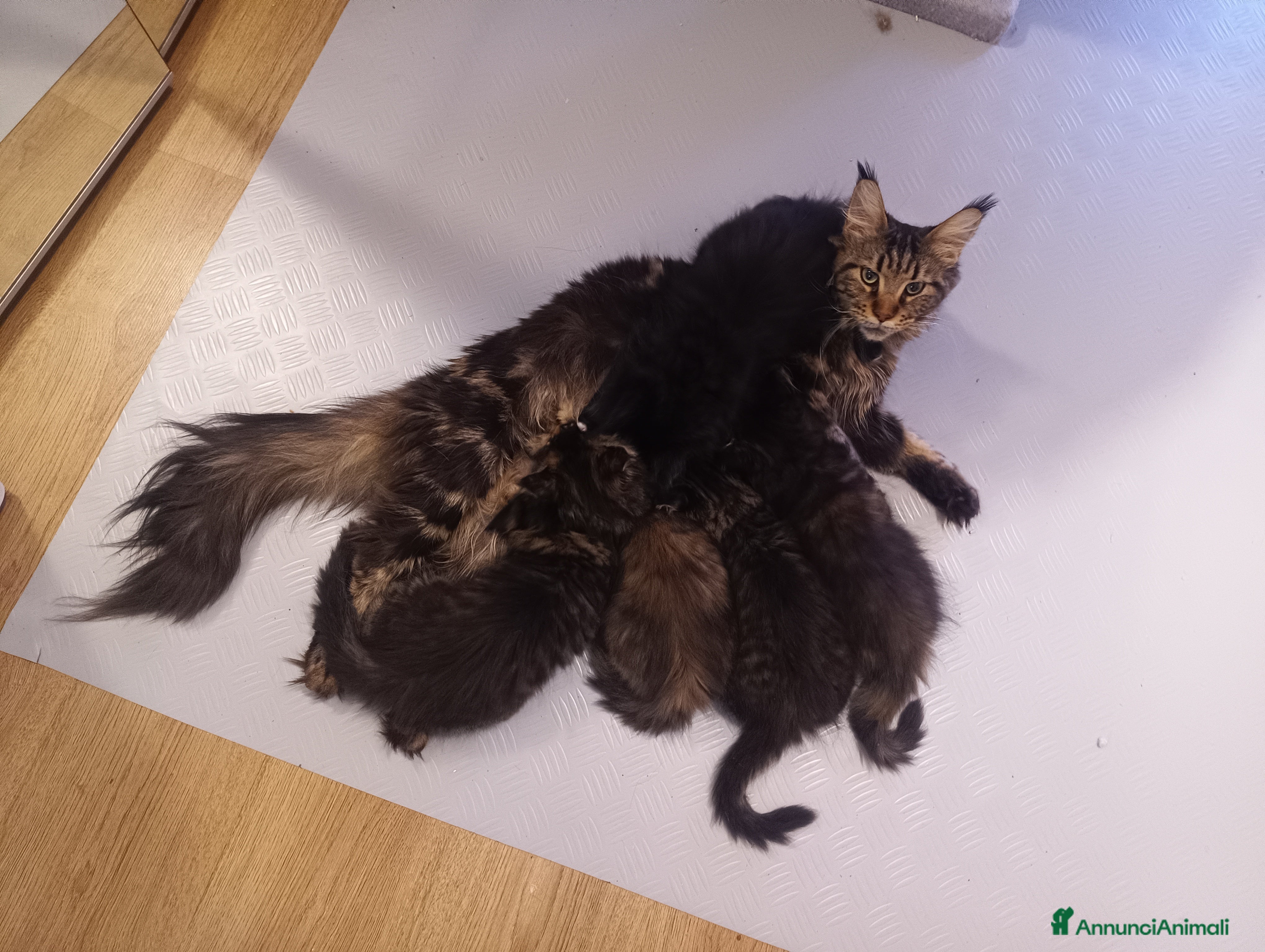 Maine Coon gatti Cucciolo Maine coon nero  - Annuncio 2