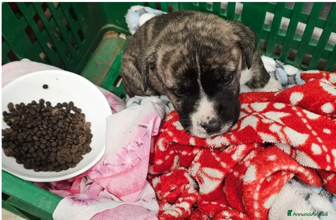 Meticcio cani in regalo: Cucciolo 2mesi mollato in un certo.SOS SICILIA - Annuncio 3