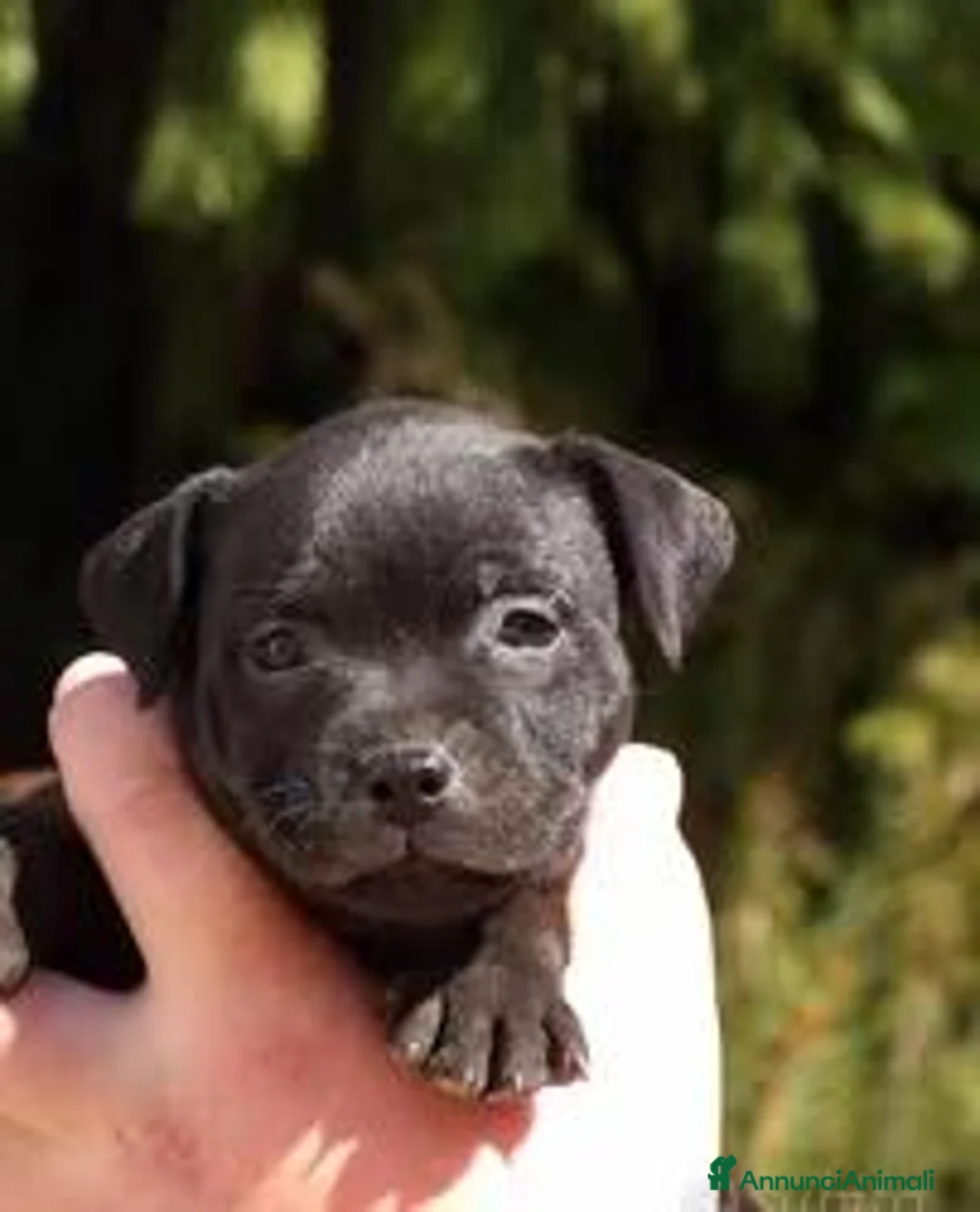 Staffordshire cani in vendita: Cuccioli Staffordshire bull terrier - Annuncio 2