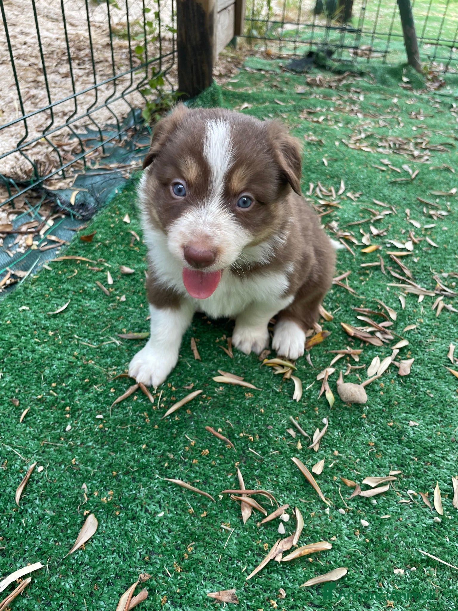 Border Collie cani in vendita: Cuccioli di border collie  a Provincia di Perugia - Annuncio 6