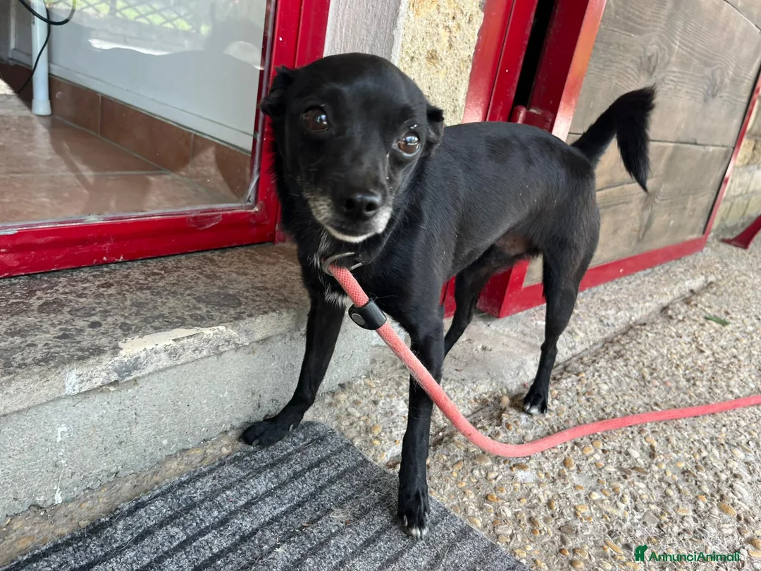 Meticcio cani in regalo: CARLETTO DALLA CALABRIA CON AMORE, IN ADOZIONE - Annuncio 4