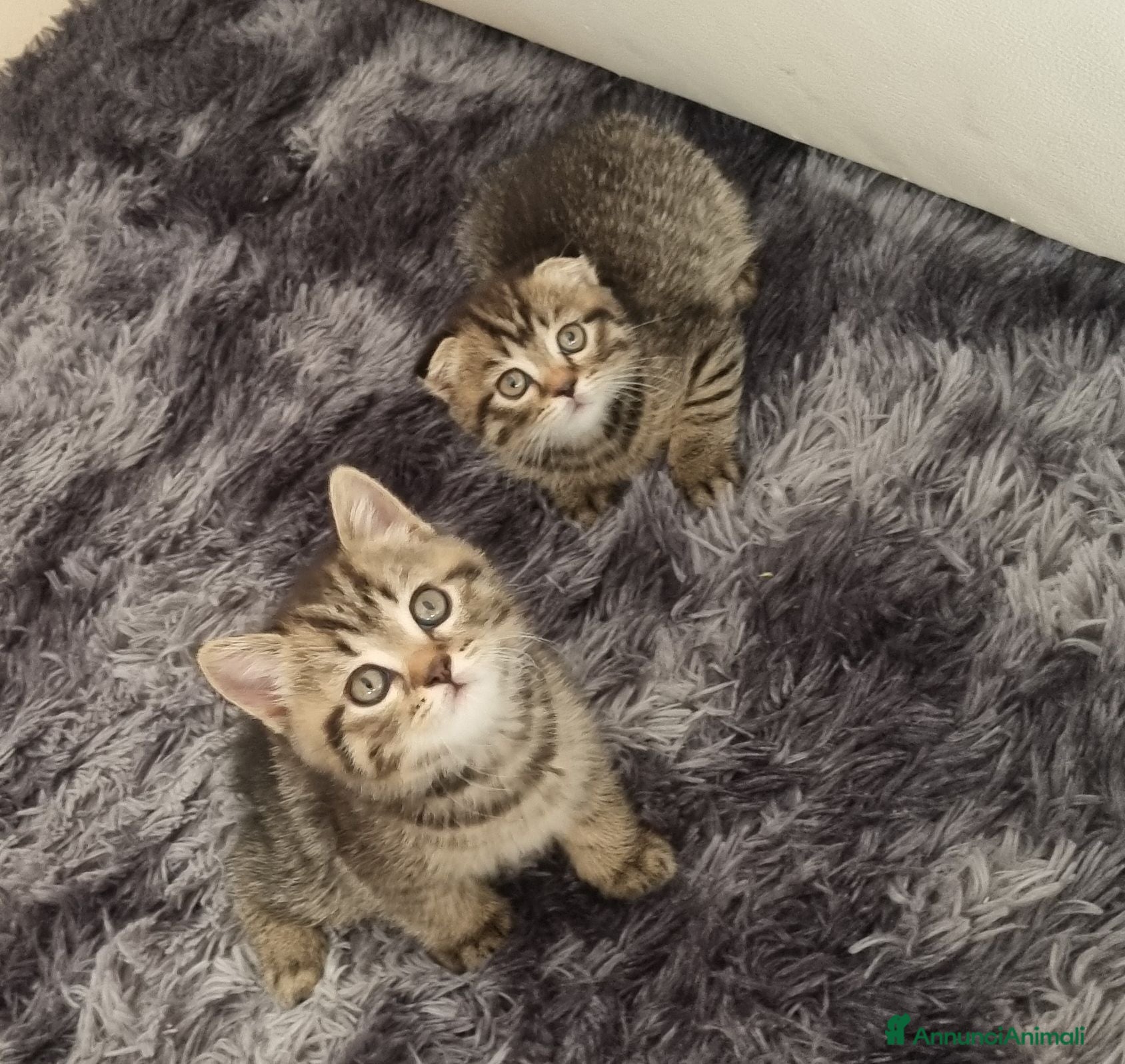 British gatti British shorthair  - Annuncio 5