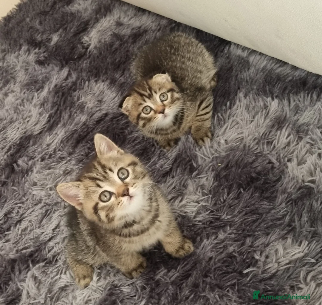 British gatti in vendita: British shorthair  - Annuncio 1