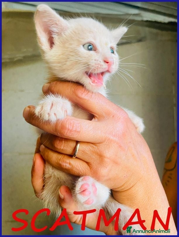 Meticcio gatti SCATMAN DOLCISSIMO MICINO SOGNA UNA MAMMA TUTTA SU - Annuncio 1