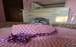 Persiano gatti in vendita: Gattini persiani a Provincia di Padova - Immagine 16