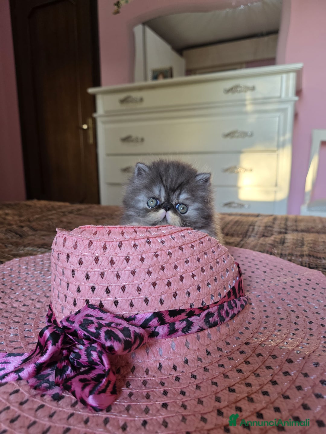 Persiano gatti in vendita: Gattini persiani a Provincia di Padova - Immagine 16