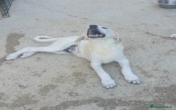 Meticcio cani in regalo:  AKI  - Immagine 18