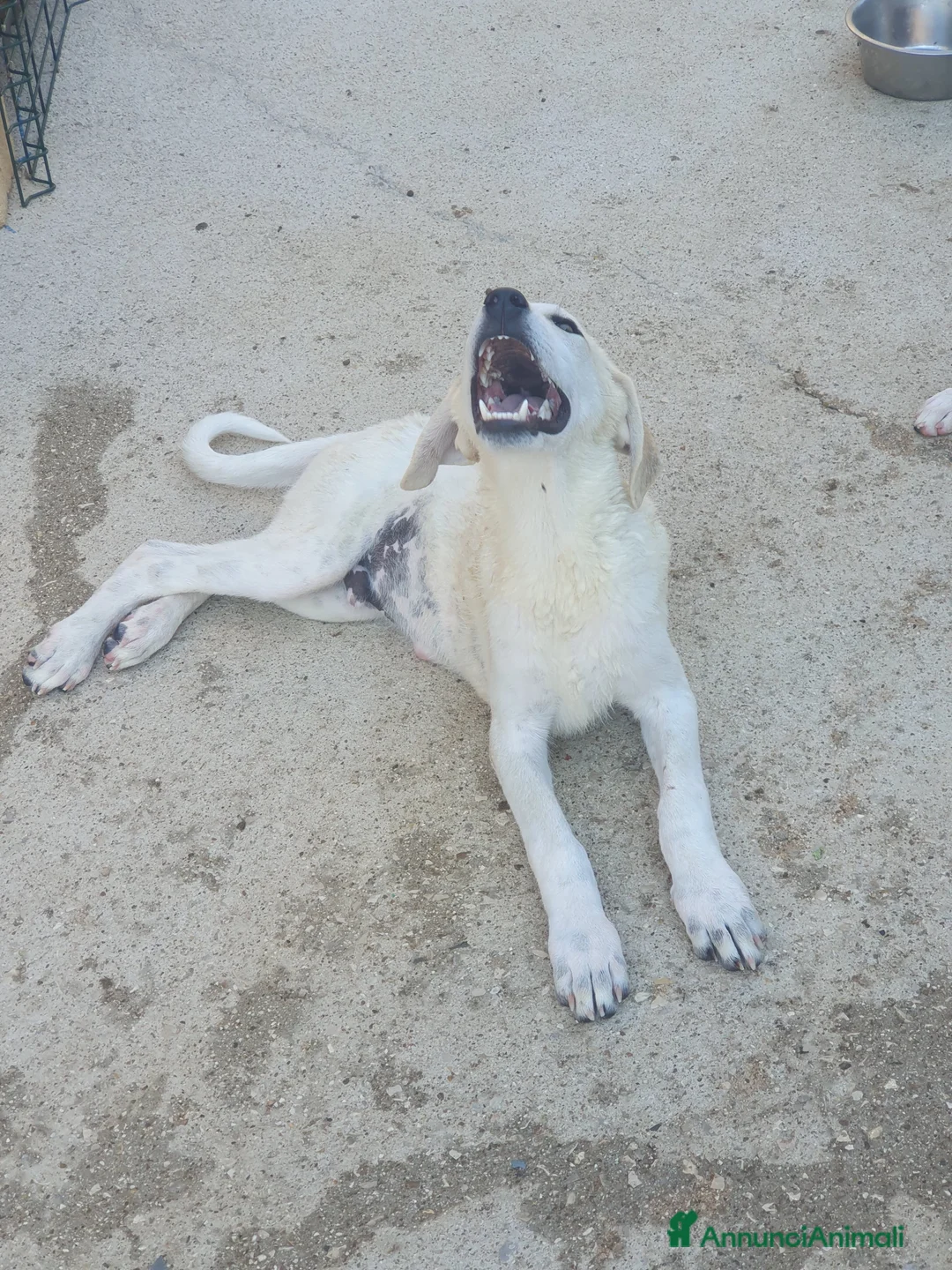 Meticcio cani in regalo:  AKI  - Annuncio 18