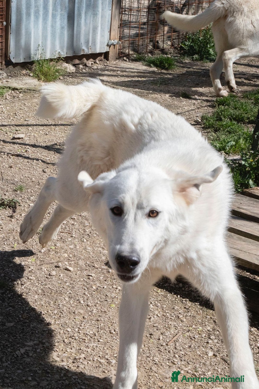 Meticcio cani in regalo: DOLCISSIMO e BELLISSIMO DEMYR a Provincia di Reggio Emilia - Annuncio 2