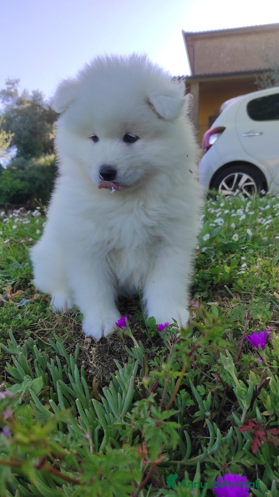 Samoiedo cani in vendita: Cuccioli di Samoiedo  - Annuncio 1