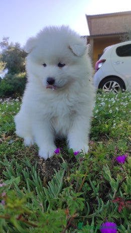 Samoiedo cani - Annuncio 1