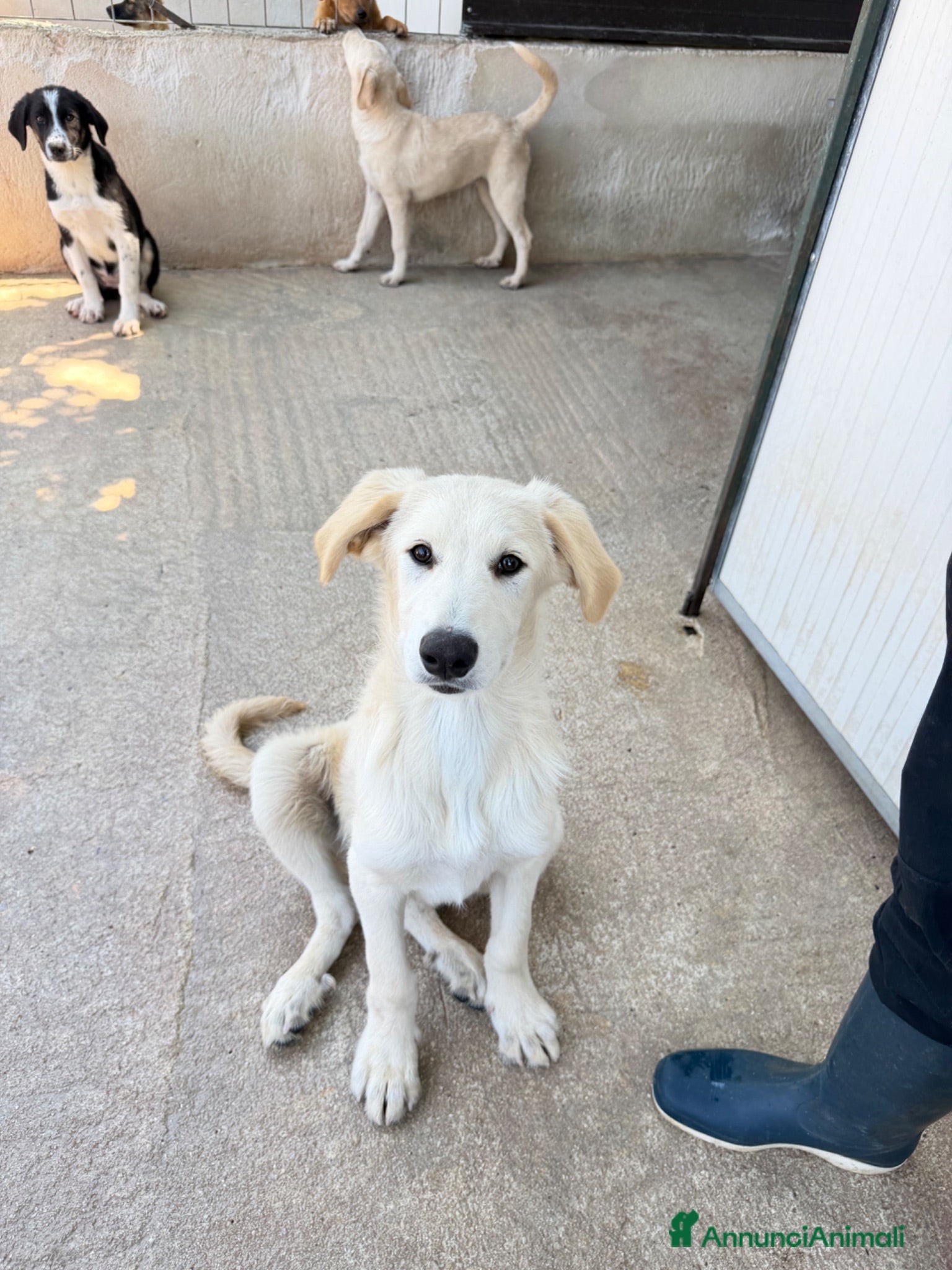 Meticcio cani Cucciolo simil golden  - Annuncio 4