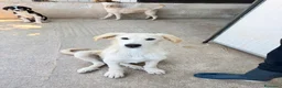 Meticcio cani in regalo: Cucciolo simil golden  a Provincia di Brescia - Annuncio 1