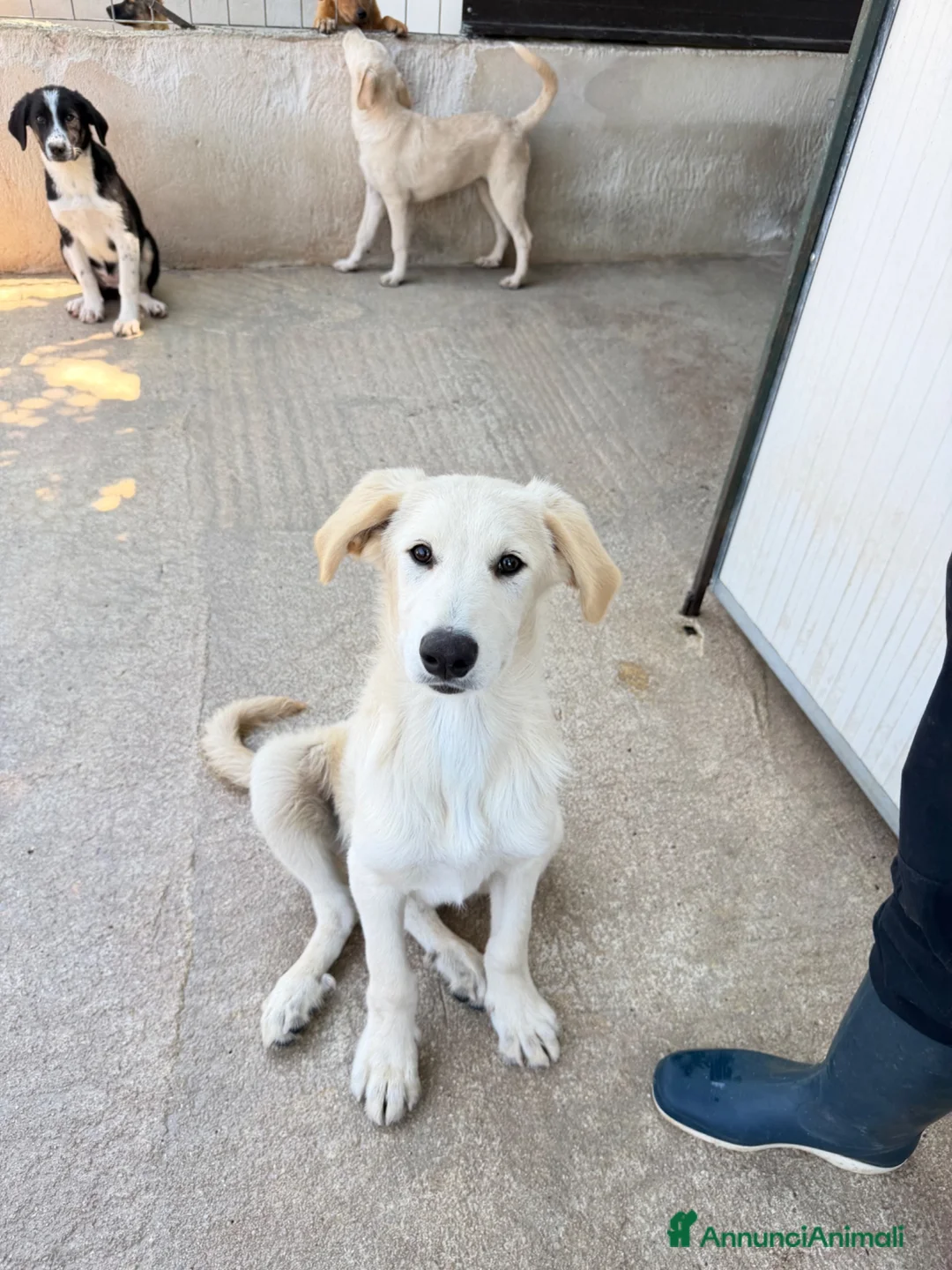 Meticcio cani in regalo: Cucciolo simil golden  a Provincia di Brescia - Annuncio 1