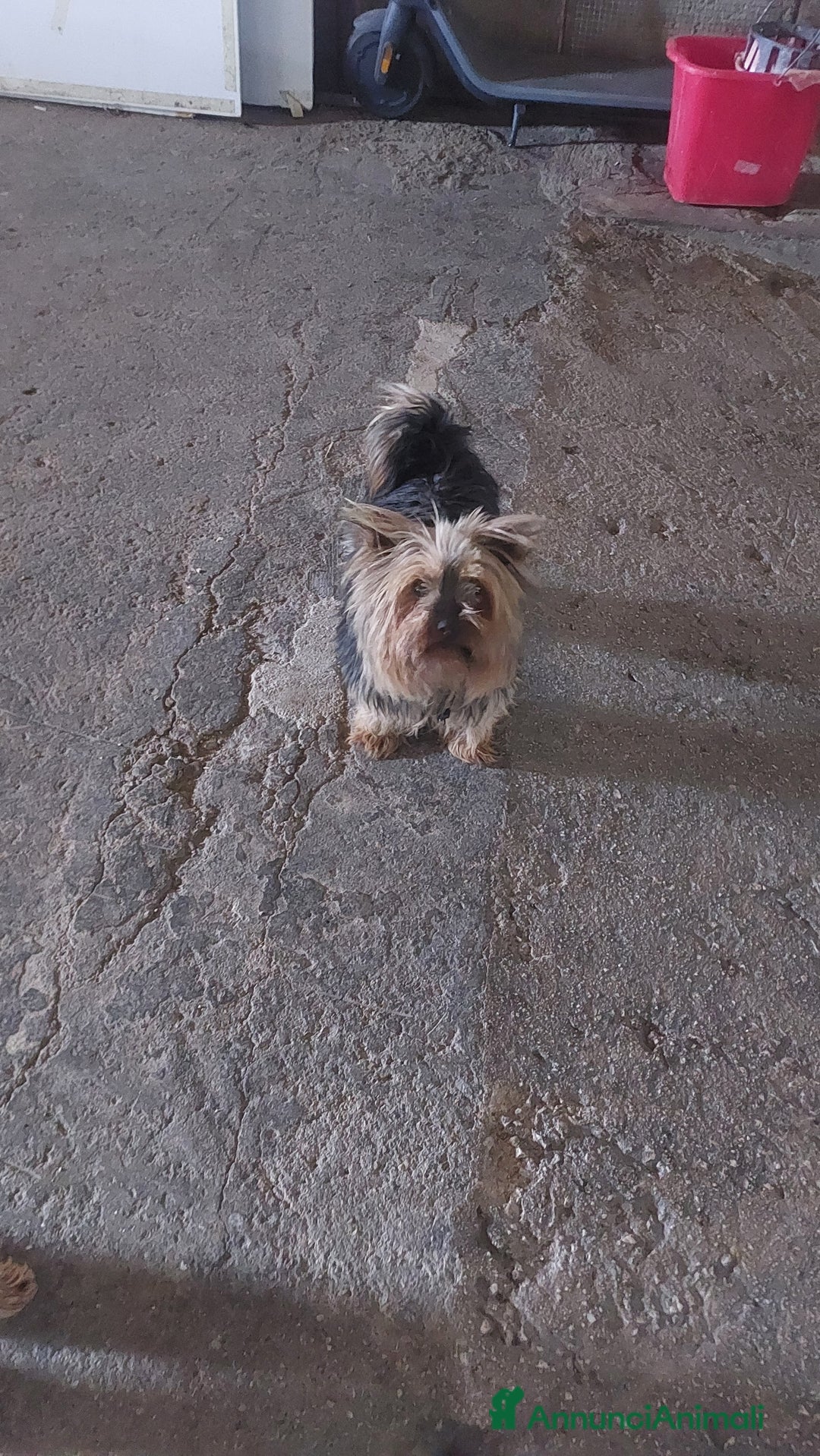 Yorkshire cani in vendita: Yorkschire  a Libero consorzio comunale di Agrigento - Immagine 5