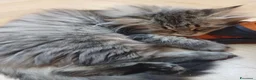 Siberiano gatti in vendita: Bellissimo cucciolo siberiano a Città Metropolitana di Bologna - Annuncio 5