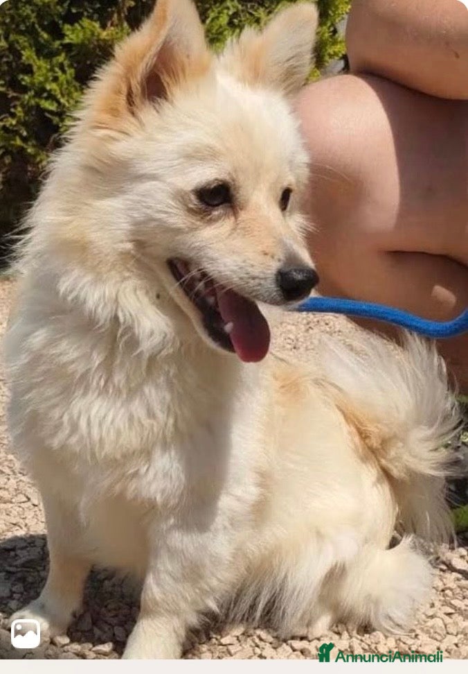 Volpino Italiano cani Lillino un cucciolo di volpino in canile - Annuncio 7