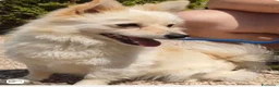 Volpino Italiano cani in regalo: Lillino un cucciolo di volpino in canile - Annuncio 1
