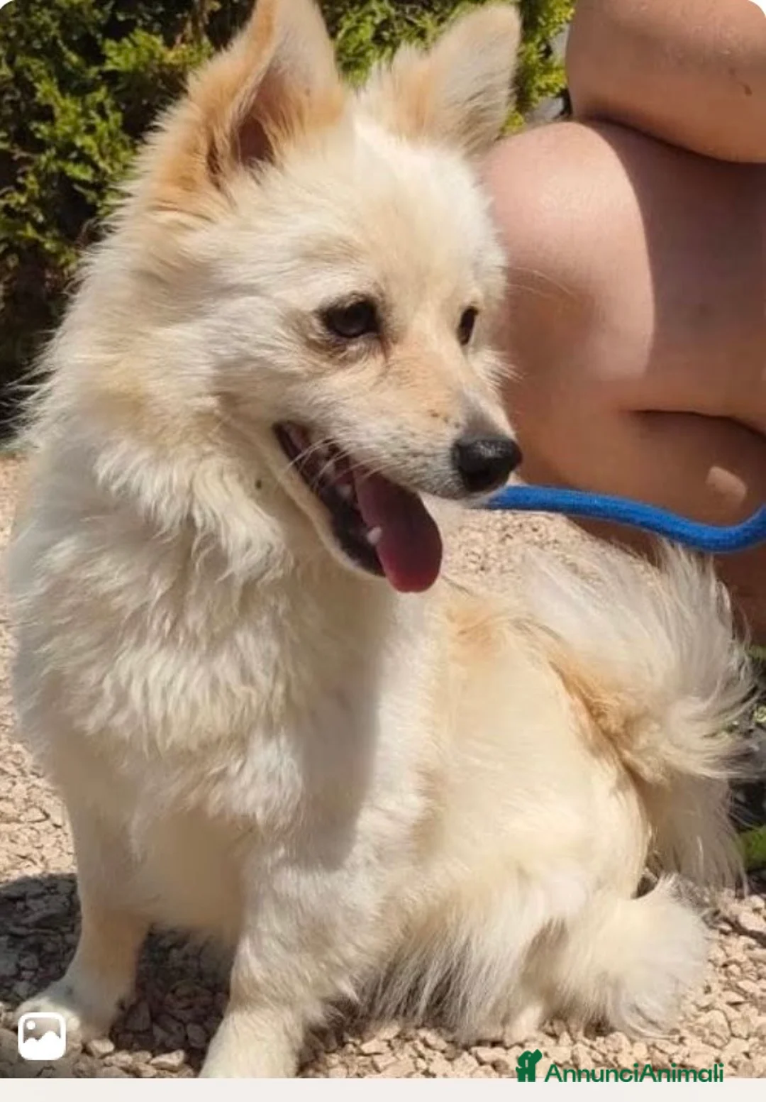 Volpino Italiano cani in regalo: Lillino un cucciolo di volpino in canile - Annuncio 1