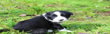 Border Collie Cucciolo 5