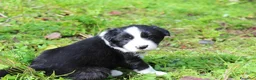 Border Collie cani in vendita: Cuccioli di Border Collie - Annuncio 5