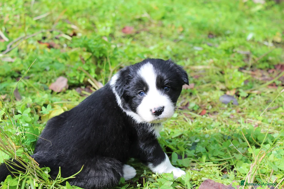 Border Collie cani in vendita: Cuccioli di Border Collie - Annuncio 5