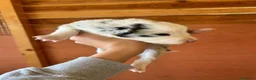 Border Collie cani in vendita: Vendo - Annuncio 10