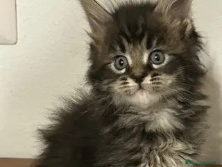 Maine Coon gatti Maine Coon - Annuncio 2