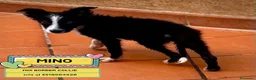 Meticcio cani in regalo: Mino cucciolo mix BORDER COLLIE in adozione - Annuncio 1