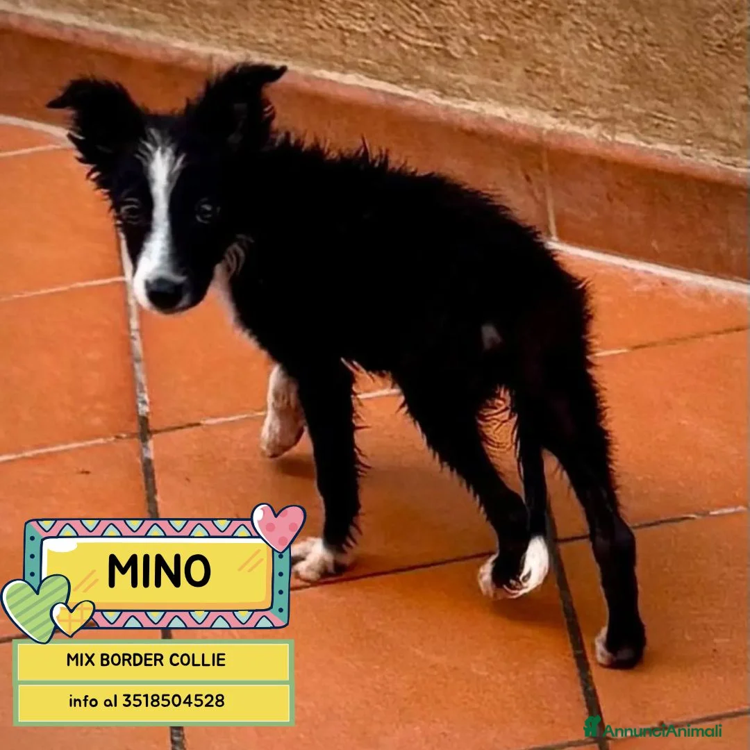 Meticcio cani in regalo: Mino cucciolo mix BORDER COLLIE in adozione - Annuncio 1