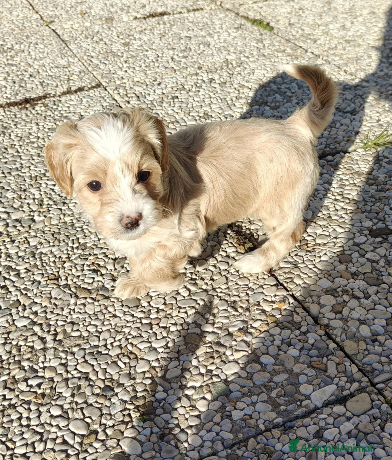 Meticcio cani Maltipoo  - Annuncio 1