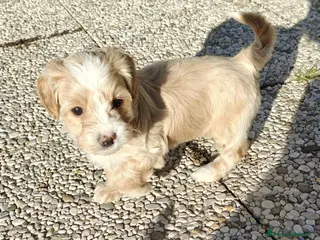 Meticcio cani Maltipoo - Annuncio 1