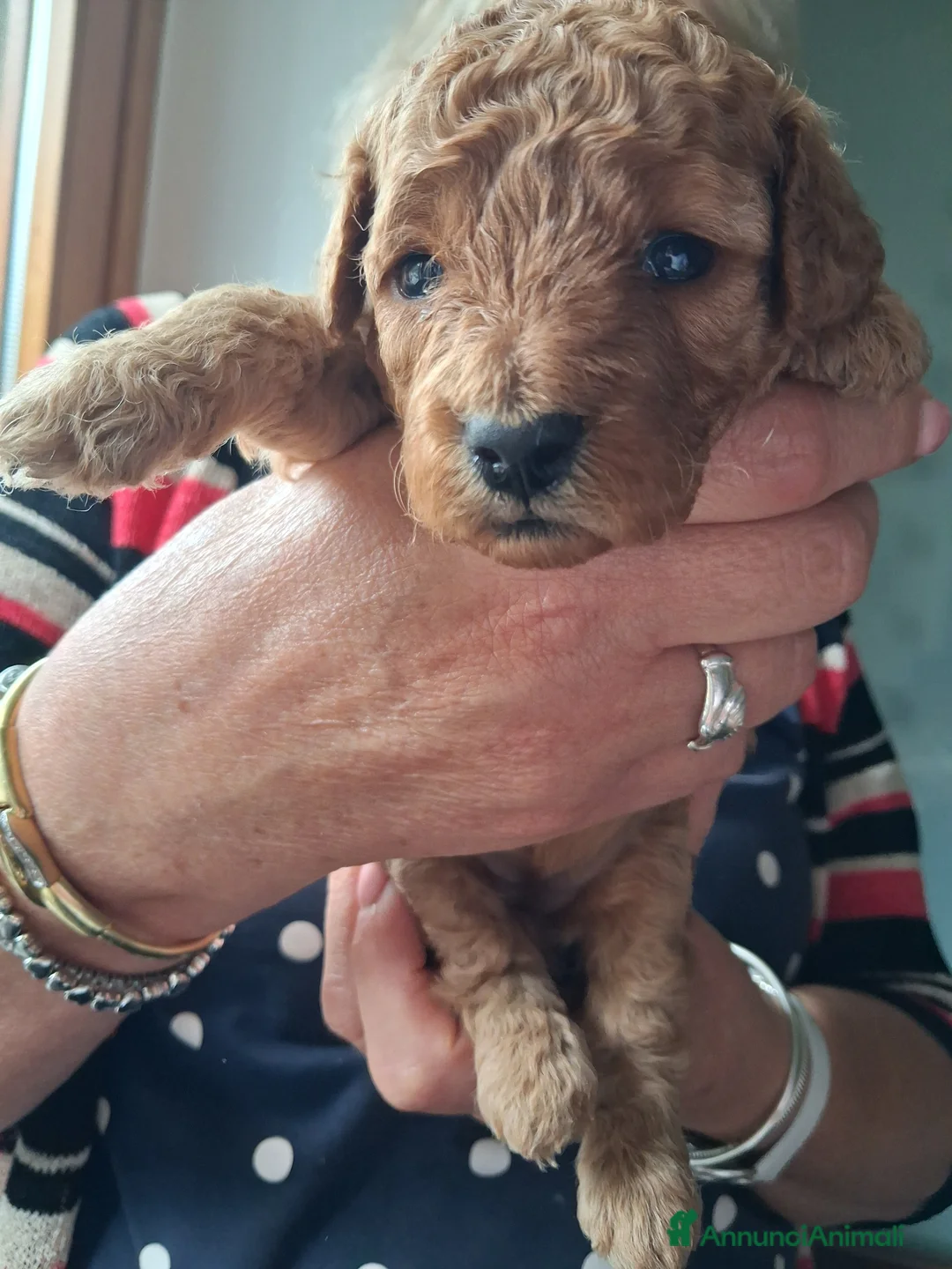 Barboncino cani in vendita: Barboncino nano color albicocca/fulvo  a Provincia di Bergamo - Annuncio 6