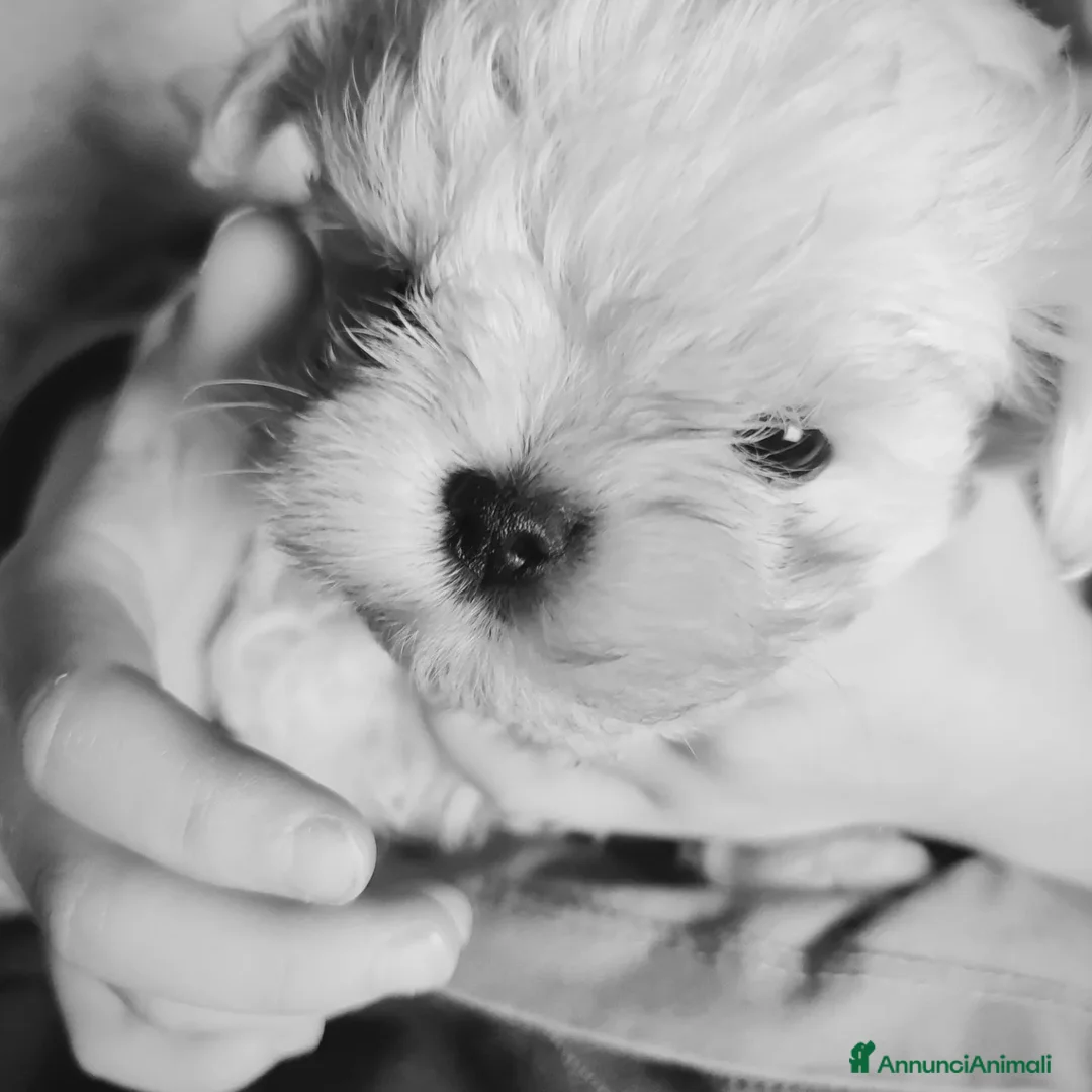 Immagine della galleria {{count}}