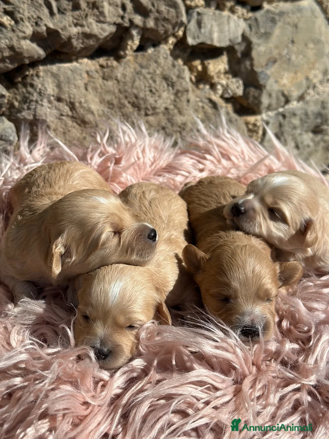 Maltipoo cani in vendita: Maltipoo - Annuncio 2