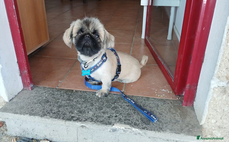 Pechinese cani a Città metropolitana di Roma Capitale - Annuncio 1