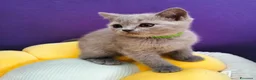 British gatti in vendita: Cuccioli British Shorthair lilac  - Annuncio 15
