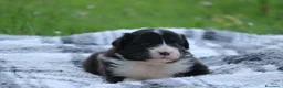 Australian Shepherd cani in vendita: Cucciolini di Australian Shepherd a Provincia di Forlì-Cesena - Annuncio 2